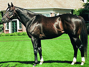 Dixie Union Euthanized Dixie Union Euthanized