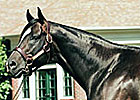 Dixie Union Euthanized Dixie Union Euthanized