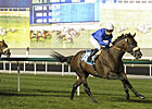 Longshot Do It All Wires Zabeel Mile Longshot Do It All Wires Zabeel Mile