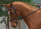 'Aiken' for Thoroughbreds - By Adam Spradling