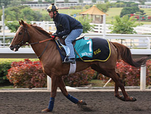 HK Hopefuls Make Final Preparations HK Hopefuls Make Final Preparations