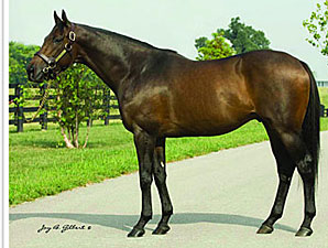 Don't Get Mad Sires First Winner Don't Get Mad Sires First Winner