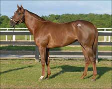 Double Honor Colt Tops Opening Session of OBS Sale Double Honor Colt Tops Opening Session of OBS Sale