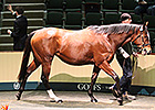 Goffs February Sale Up Across the Board Goffs February Sale Up Across the Board