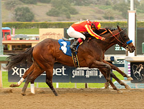 High Energy Drill Stood Out as a Yearling High Energy Drill Stood Out as a Yearling