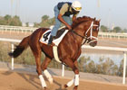 Morning Line Goes to Dubai:  Day 4