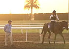 Dubai Carnival: David Simcock Dubai Carnival: David Simcock