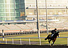 Dubai World Cup: Preview and Picks