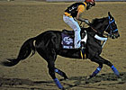 Some Breeders' Cup Runners Set to Be Sold Some Breeders' Cup Runners Set to Be Sold