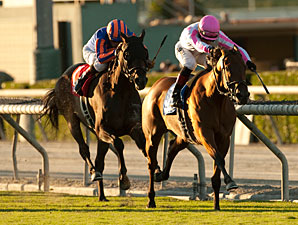 Rosario, Dubawi Heights Wrap Up Yellow Ribbon Rosario, Dubawi Heights Wrap Up Yellow Ribbon