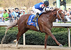 Duke of Mischief to Make Return at Gulfstream