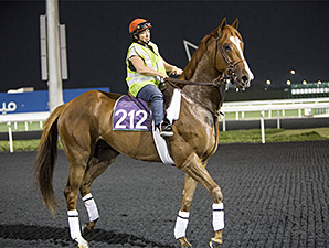 Dullahan, Little Mike Sharp in Meydan Drills Dullahan, Little Mike Sharp in Meydan Drills
