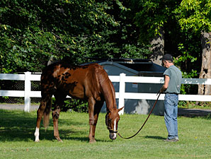 Dullahan is 9-5 Morning Line Belmont Favorite Dullahan is 9-5 Morning Line Belmont Favorite