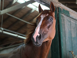 Grade I Winner Dullahan Retired Due to Injury Grade I Winner Dullahan Retired Due to Injury