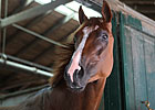 Grade I Winner Dullahan Retired Due to Injury Grade I Winner Dullahan Retired Due to Injury