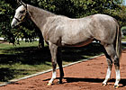 Dunkirk Vs. FOY Stars in Florida Derby Dunkirk Vs. FOY Stars in Florida Derby