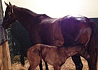 Dynaformer's Last Foal Is a Filly Dynaformer's Last Foal Is a Filly