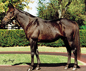 Dynaformer As a Broodmare Sire Dynaformer As a Broodmare Sire