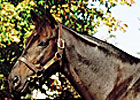 Dynaformer As a Broodmare Sire