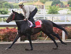 Eagle Mountain Works For Hong Kong Cup Eagle Mountain Works For Hong Kong Cup