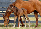 Slideshow: Easter Bunnette and her 2012 Filly Slideshow: Easter Bunnette and her 2012 Filly