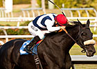 Eblouissante Retired, to be Bred in Europe Eblouissante Retired, to be Bred in Europe