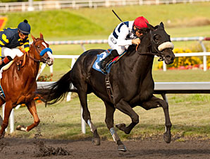 Eblouissante to Make Next Start at Hollywood Eblouissante to Make Next Start at Hollywood