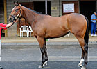 Eden's Moon Brings $390,000 at F-T Midlantic Eden's Moon Brings $390,000 at F-T Midlantic
