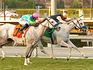 Egg Drop Gets Second Graded Win in Goldikova Egg Drop Gets Second Graded Win in Goldikova