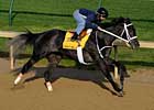 Eight Belles Tests Negative for Steroids Eight Belles Tests Negative for Steroids
