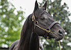 First Crop Stallion Einstein Two-for-Two First Crop Stallion Einstein Two-for-Two