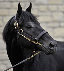 First Crop Stallion Einstein Two-for-Two First Crop Stallion Einstein Two-for-Two
