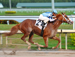 2012 Risen Star Winner El Padrino Retired 2012 Risen Star Winner El Padrino Retired