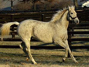 El Prado Slowing Down, But Not Done El Prado Slowing Down, But Not Done