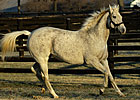 El Prado Slowing Down, But Not Done