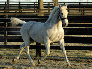 Prominent Sire El Prado Dead Prominent Sire El Prado Dead