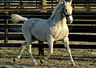 Prominent Sire El Prado Dead Prominent Sire El Prado Dead
