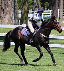 Website Dedicated to Retired Horses Website Dedicated to Retired Horses