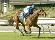 Hillside Specialist Elusive Diva Wins Maddy Hillside Specialist Elusive Diva Wins Maddy