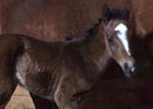 First Foal by Emcee Delivered in New York First Foal by Emcee Delivered in New York