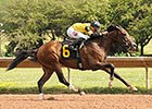 Empire Dreams Lands New York Derby Empire Dreams Lands New York Derby