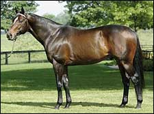 Empire Maker's First Winner Scores by 13 1/2 Empire Maker's First Winner Scores by 13 1/2