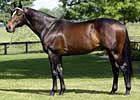 Juddmonte Farm Announces 2008 Stud Fees
