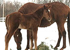 Encaustic Sires First Three Foals Encaustic Sires First Three Foals