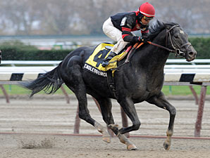 Claimer Endless Circle Wins Fall Highweight Claimer Endless Circle Wins Fall Highweight