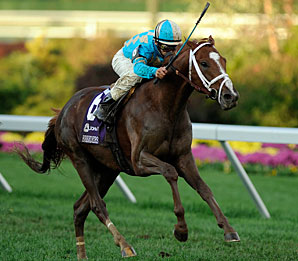 English Channel Champion Turf Male English Channel Champion Turf Male
