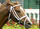 Champion English Channel's First Foal Champion English Channel's First Foal