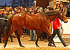 Casse Springs for Tattersalls Day One Topper Casse Springs for Tattersalls Day One Topper