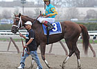 Eskendereya to Stand at Taylor Made Stallions