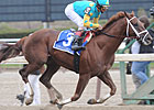 Eskendereya to Stand for $30,000 Eskendereya to Stand for $30,000